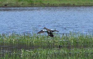 Duck, Blue-winged Teal, 2018-05031215 Bolton Flatts WMA, MA